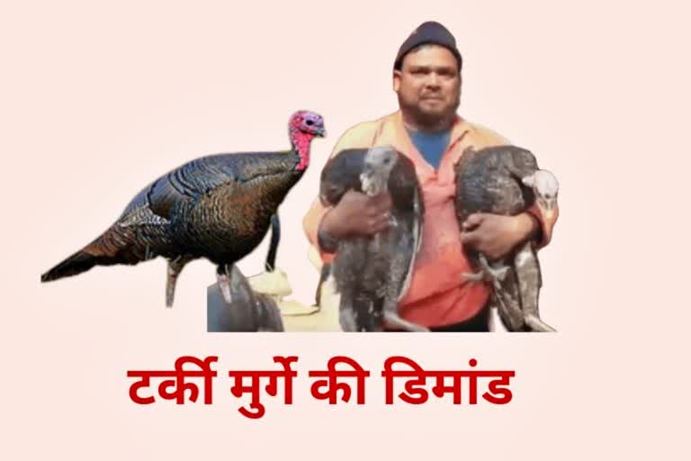 demand increased of turkey chicken in Vaishali