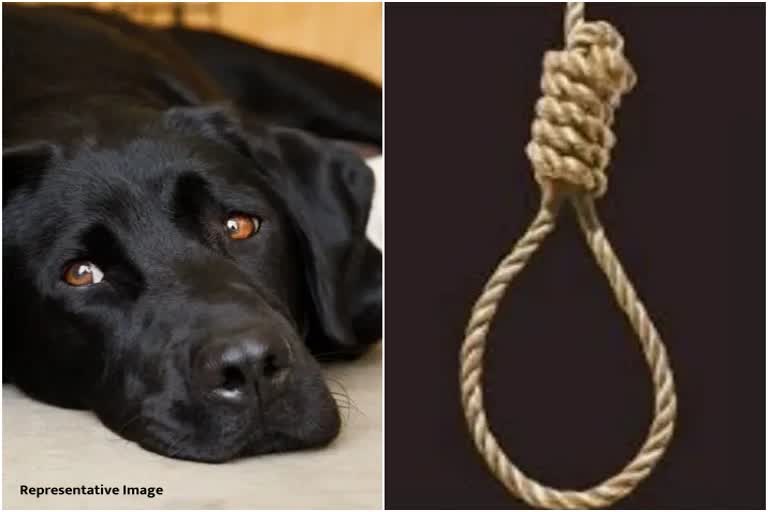 two dogs killed and hanged from tree