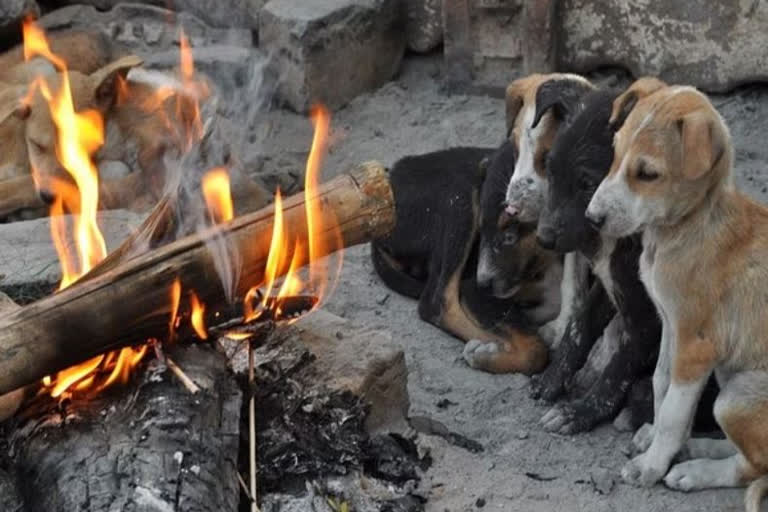 Two puppies found hanging from tree in Delhi