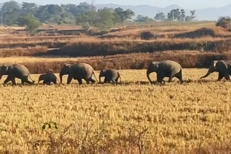 Wild Elephants Crushed Middle Aged Man To Death