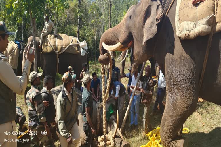 elephant captured