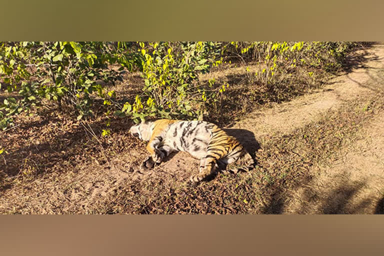 Tigress dead body found in Umaria