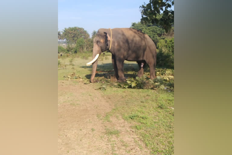 விவசாயிகளை அச்சுறுத்தும் காட்டு யானையை விரட்ட 2 கும்கி யானைகள் வரவழைப்பு