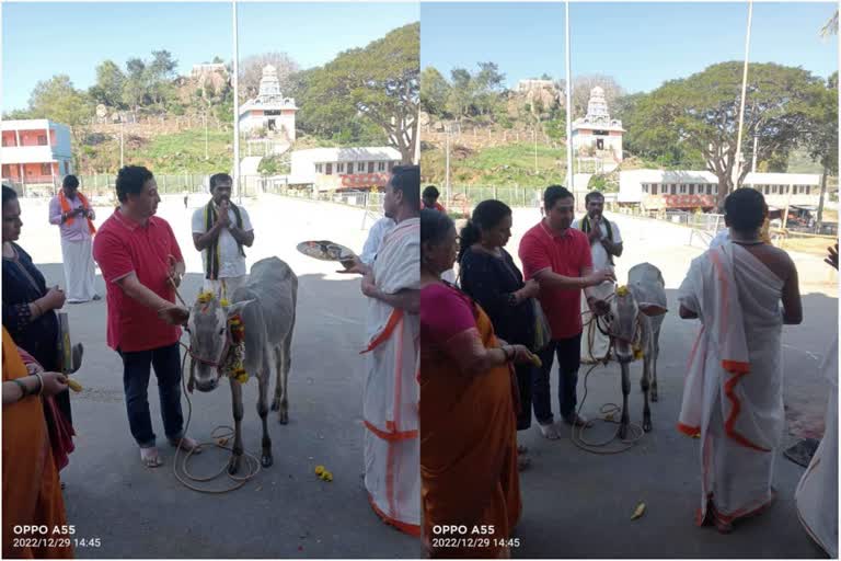 Exvoto is fulfilled. a devotee who came from Canada to Madappa Hill and gave a cow as a gift