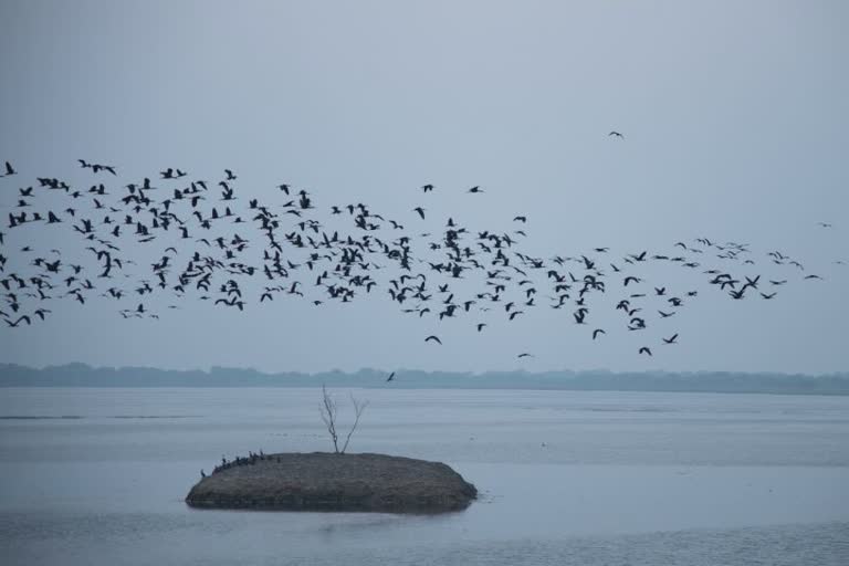 યાયાવર પક્ષીઓની વિહંગલીલાનો મંત્રમુગ્ધ કરતો નજારો, ક્યાં જોવા મળી રહ્યો છે જાણો