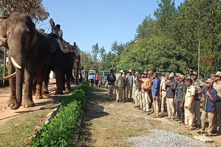 exciting-operation-of-lone-tusk-jungle-captivity