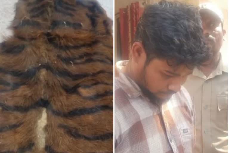 Tiger skin seized