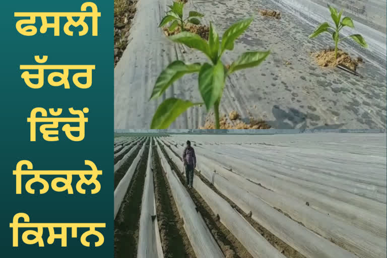 Farmers of Mansa turned to crop change