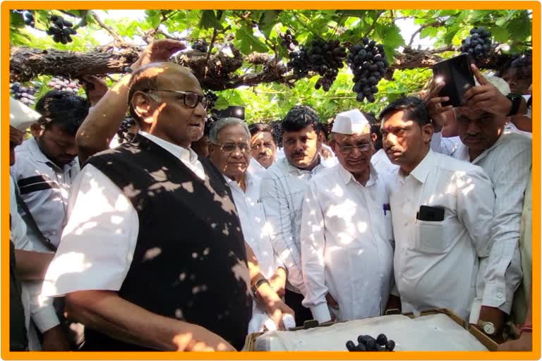 NCP President Sharad Pawar