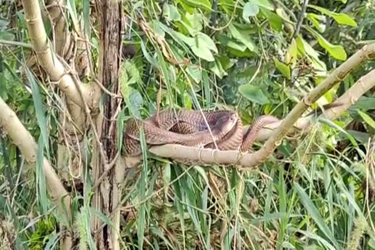 surprised cobra in a tree near the lake