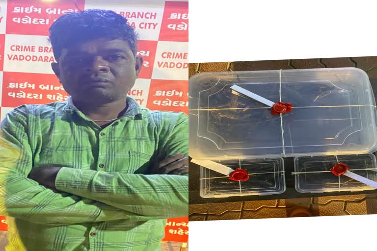 marijuana-was-seized-from-rickshaw-during-the-checking-of-31st-celebrations-vadodara