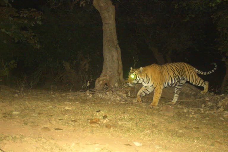 Tiger Spotted in Dholpur