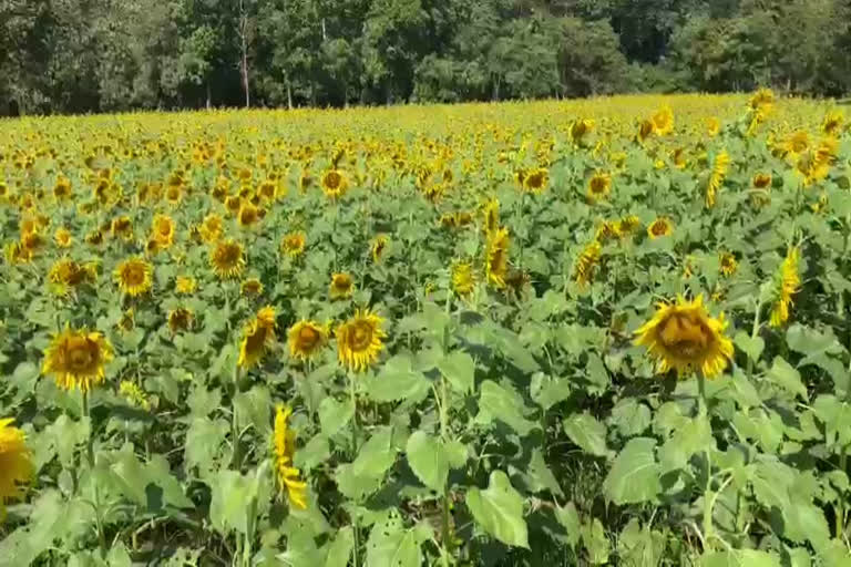 sunflower  sunflower field malappuram  malappuram amarambalam  amarambalam sunflower field  സൂര്യകാന്തി  മലപ്പുറം  സൂര്യകാന്തി കൃഷി  അമരമ്പലത്തെ സൂര്യകാന്തി കൃഷി