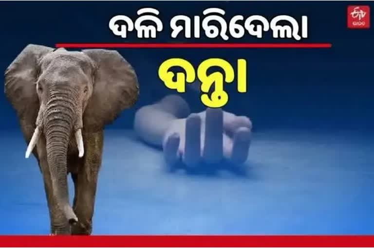 elephant terror in khordha