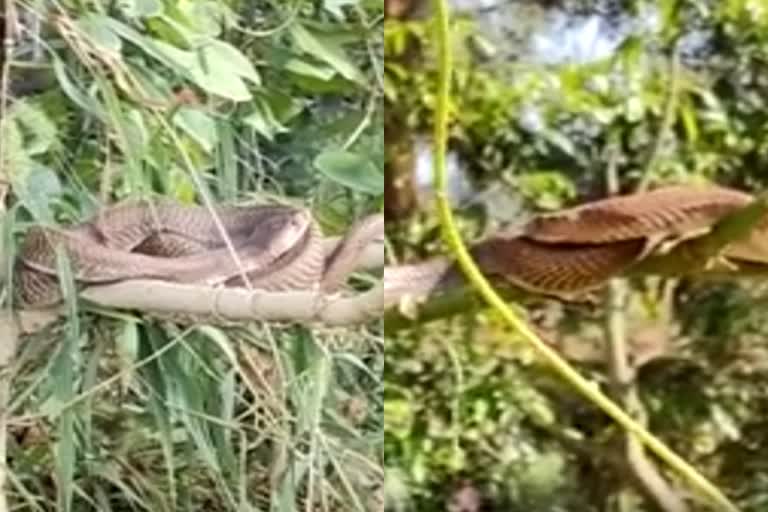 A cobra has been staying in one place for one and half month in karnataka