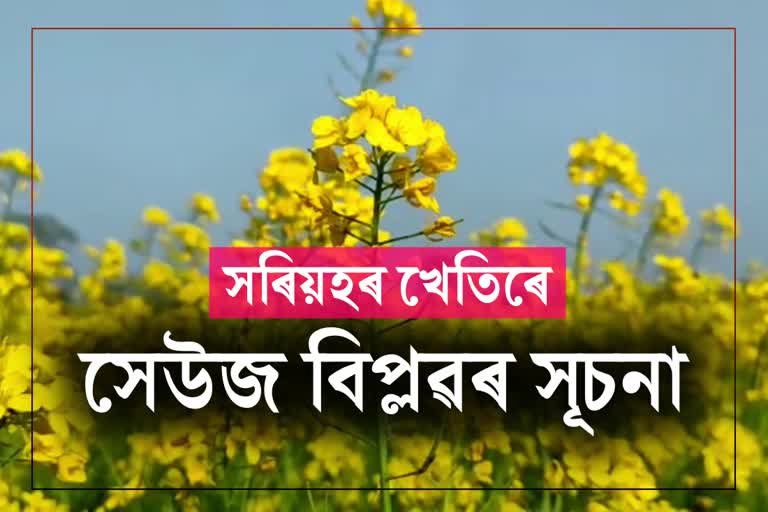 Youth tries to become financially self reliant by cultivating mustard in Rangia