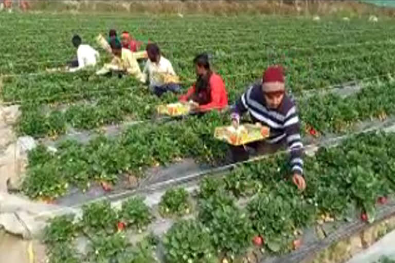 Strawberry farming in sonipat