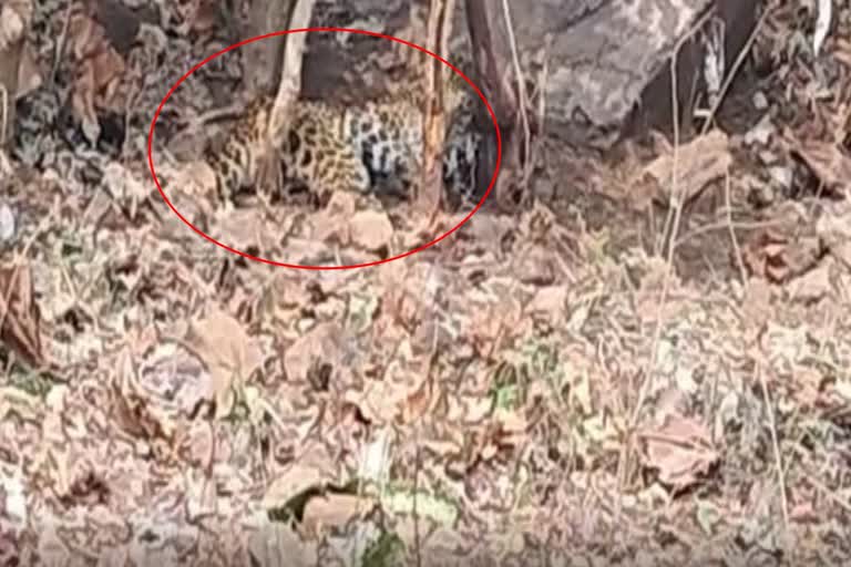 leopard trapped in net