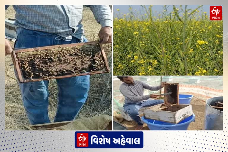 સાબરકાંઠાના ખેડૂતોની સ્વીટ ક્રાન્તિ, મધની ખેતી કરી મેળવે છે સારી આવક