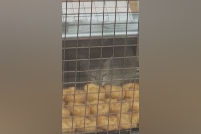 ஸ்வீட் கடையில் லாவகமாக லட்டு சாப்பிட்ட பூனை  வைரல் வீடியோ