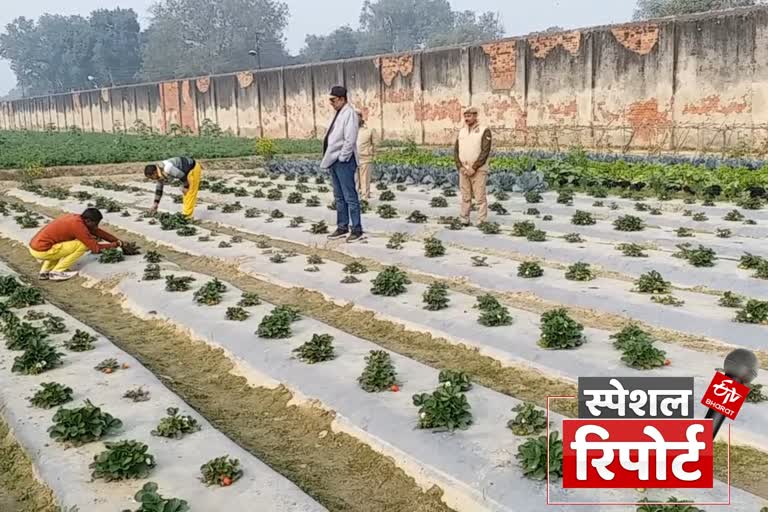 बाराबंकी जेल में स्ट्राबेरी खेती