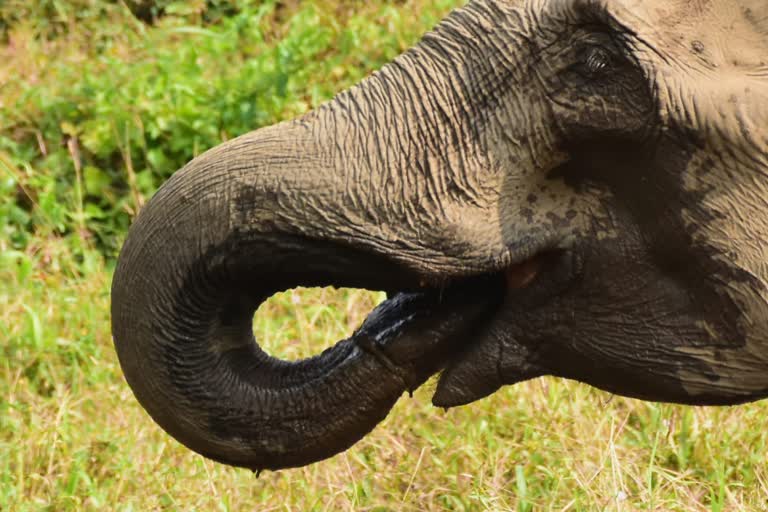 knot in the wild elephant trunk athiraipilly  knot in the elephant trunk  athiraipilly wild elephant  wild elephant  തുമ്പിക്കൈയില്‍ കുരുക്കുമായി കാട്ടാന  തുമ്പിക്കൈയില്‍ കുരുക്ക്  കാട്ടാനയുടെ തുമ്പിക്കൈയിൽ കുരുക്ക്  തുമ്പിക്കൈയില്‍ കുരുക്ക്  അതിരപ്പിള്ളി പെരിങ്ങല്‍ക്കുത്ത് റിസര്‍വോയർ  കുരുക്കുമായി കാട്ടാന