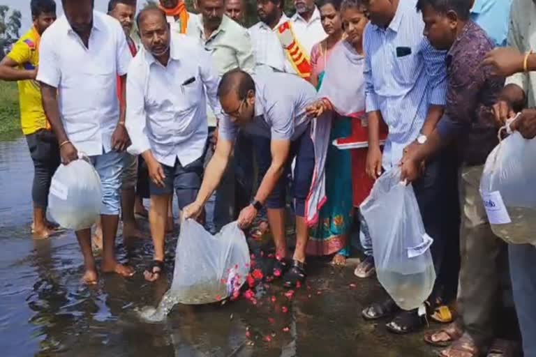 மீன்களை பெருக்க 1.4 லட்சம் மீன்கள் தென்பென்னையில் விட்டப்பட்டன!