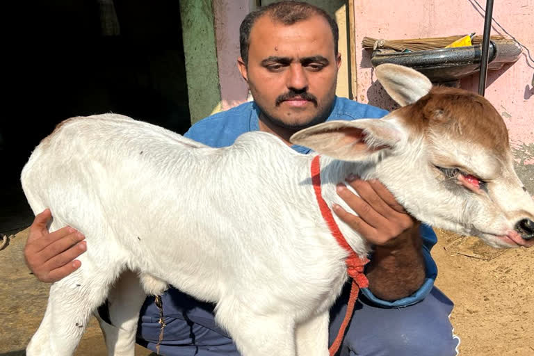 Three-eyed calf in Rohtak rohtak news update kharkra village of rohtak