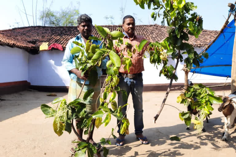 Preparations Of Maghe Festival Started In Kolhan