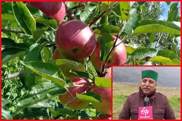 How to plant an apple orchard