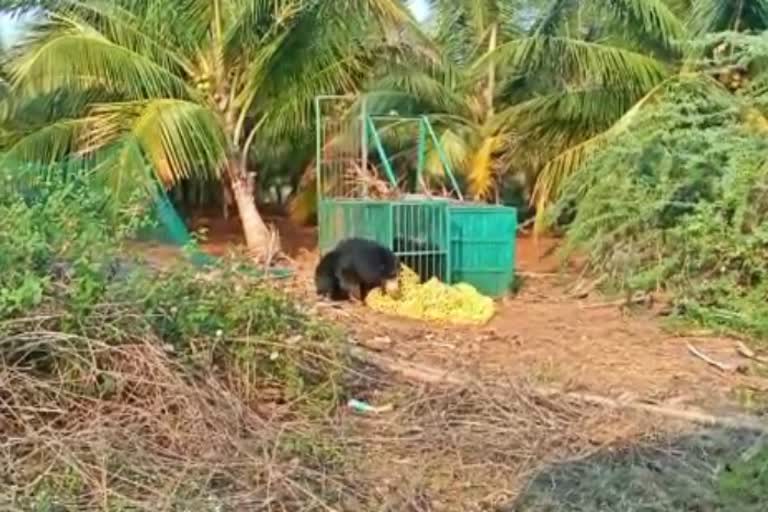 bear-captured-by-forest-dept-in-tumkur