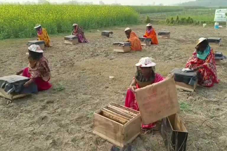 Beekeeping by Self-Help Groups ETV BHARAT