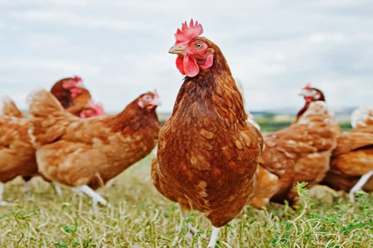 मोतिहारी में 55 मुर्गियां चोरी