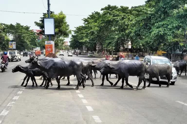 આશ્ચર્યજનક કાર્યવાહી: ઢોરોએ રસ્તો ઓળંગતા જિલ્લા મેજિસ્ટ્રેટે ફટકાર્યો દંડ