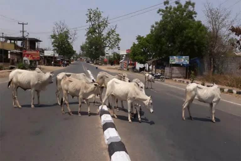 collector fined the cattle for crossing the car  collector fined herdsman mulugu  national news  malayalam news  collector krishna adithya  herdsman got fine rs 8500  cattle destroyed plants in harithaharam  Collector of Mulugu District  shepherd paid the fine to collector  കന്നുകാലികൾക്ക് പിഴ  കന്നുകാലികൾ  വാഹനം തടഞ്ഞതിന് കന്നുകാലികൾക്ക് പിഴ  കർഷകനെതിരെ പിഴ ചുമത്തി  ദേശീയ വാർത്തകൾ  മലയാള വാർത്തകൾ  മുലുഗു ജില്ല കലക്‌ടർ  കലക്‌ടർ കന്നുകാലികൾക്ക് പിഴ ചുമത്തി  കൃഷ്‌ണ ആദിത്യ