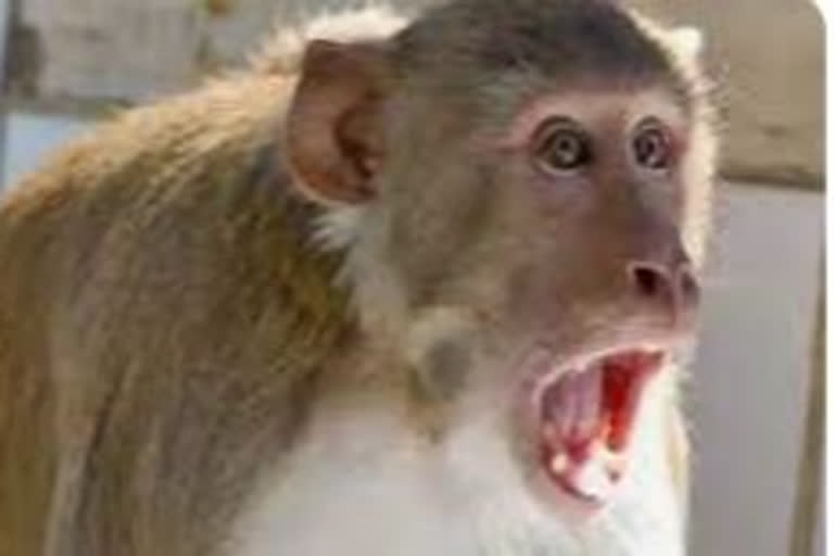 Monkeys throw infant to death from terrace in raid at UP village