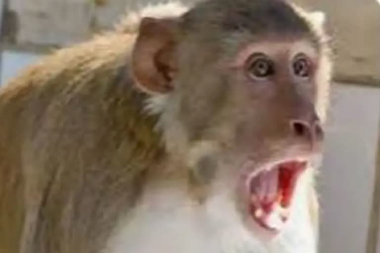 Monkey throw infant to death in UP  നവജാത ശിശു കൊല്ലപ്പെട്ടു  കുരുങ്ങ് ശല്യം നേരിടുന്ന യുപിയിലെ ബന്ദ ജില്ല  കുരങ്ങ് ശല്യം  കുരങ്ങ് ശല്യത്തില്‍ കുഞ്ഞിന്‍റെ ജീവന്‍ പൊലിഞ്ഞു  monkey menace in UP  കുരങ്ങ് കുഞ്ഞിനെ എറിഞ്ഞത്