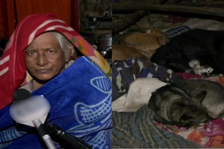 delhi-hc-gives-stay-order-after-dogs-their-octogenarian-caretaker-go-homeless-by-mcd-action