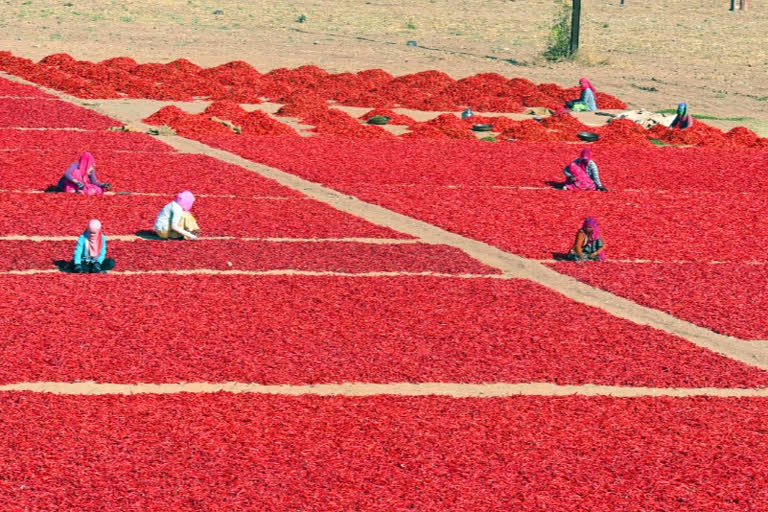 Cultivation of red chili shrunk in Mathania