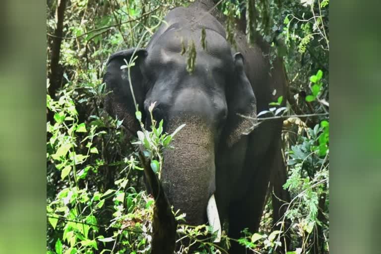 Palakkad  forest department prepared a plan to trap PT Seven  wild elephant PT Seven  PT Seven Elephant  PT 7 elephant  PT 7  പിടി സെവനെ കുരുക്കാന്‍ പദ്ധതി തയാറാക്കി വനംവകുപ്പ്  വനംവകുപ്പ്  പ്രത്യേക സംഘം ധോണിയിലെത്തി  പിടി സെവന്‍ എന്ന കൊമ്പനാന  കുങ്കി ആന  പിടി സെവന്‍  പിടി 7