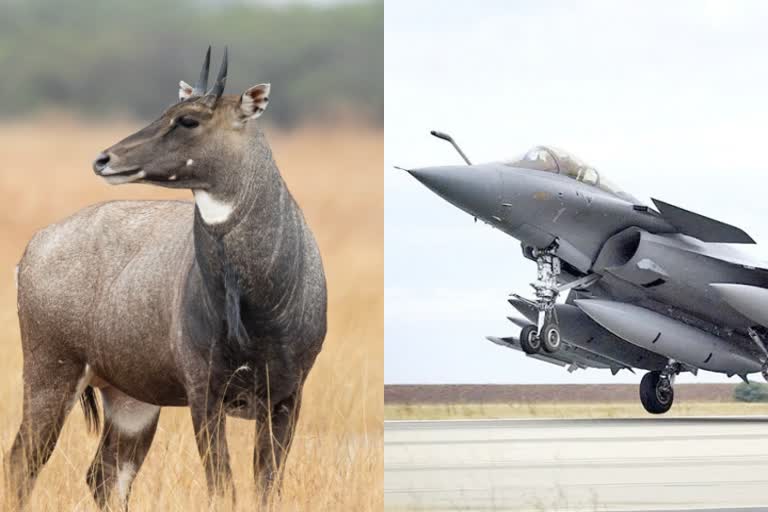 Gwalior Nilgai blocked the path of Rafale