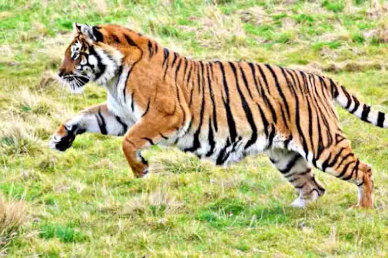 Woman injured in tiger attack In Sitamarhi