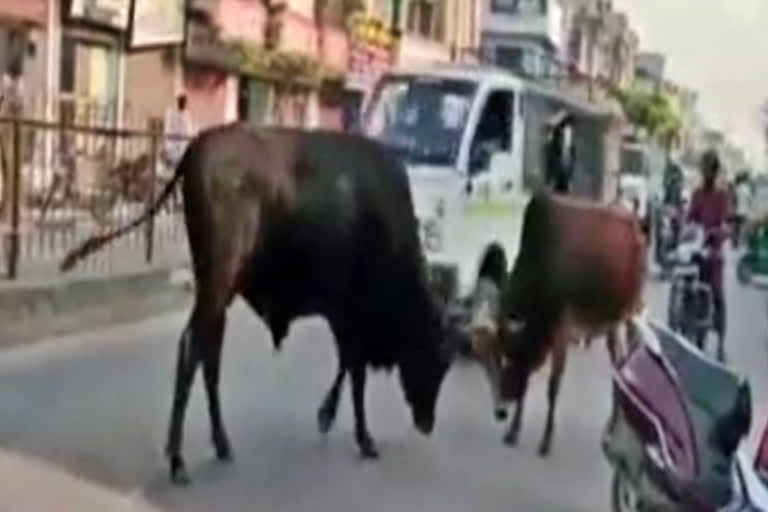 Students injured as charged bulls hit auto rickshaw