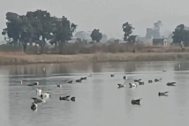 Exotic birds at Mongar Dam in Latehar