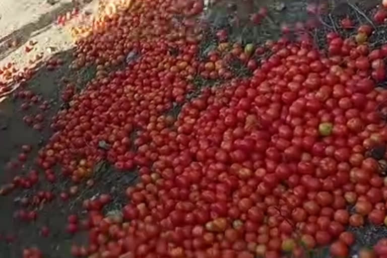 tomato price Rs 1 per kg huge loss to farmers