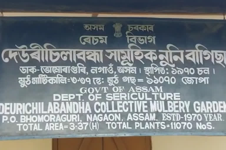 Kaliabor Sericulture Department