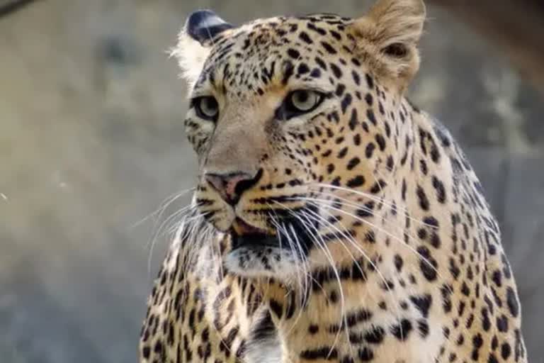 Rumor of leopard in anuppur