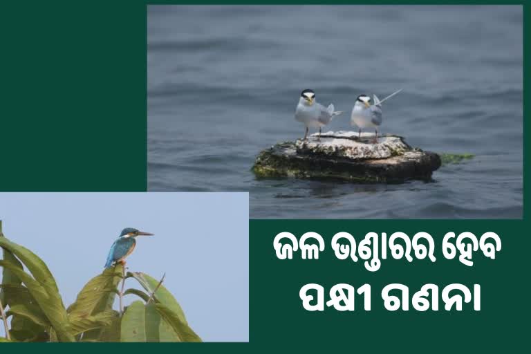 ହୀରାକୁଦ ଜଳଭଣ୍ତାରରେ ପକ୍ଷୀଗଣନା ଆରମ୍ଭ