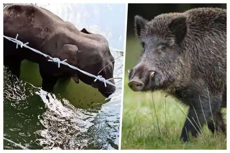 Wild Boar Rampage In Beed