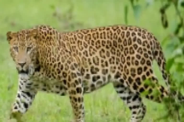 Leopard Dead in Rajasthan ETV BHARAT